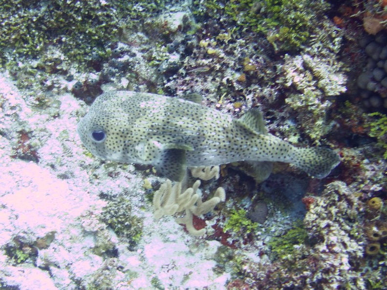 Porcupinefish IMG_9332.jpg
